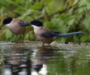 Azure-winged Magpie, Extremadura, April 2009 021.jpg