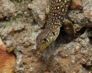 Lizards, Extremadura, April 2009 021-1.jpg