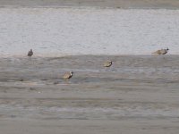 Pacific Golden Plovers (1024x768).jpg