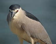 bc night heron G10 kw25x 15.7mm iso100 nw IMG_0508.jpg