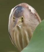 yellow bittern G1 sw45x nw_1450391.jpg