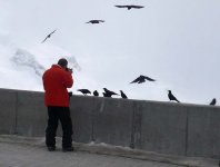 Alpine Choughs(Zermatt).jpg