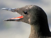 black guillemot giles quay june.jpg