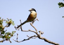 Z11SHRIKE MASKED PETRI LESVOS 116052009.jpg