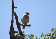 Z11LARK WOODLARK 2 NAPI LESVOS111052009.jpg