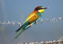 Z11a1 BEE EATER X1A KALLONI EAST RIVER LESVOS130052009.jpg