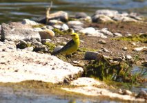 Z11WAGTAIL CITRENE KALLONI EAST RIVER LESVOS114052009.jpg