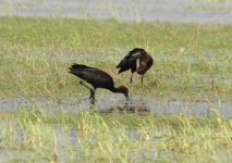 Z11HERONS IBIS GLOSSY 4 SKALA KALLONI FLOODED FIELDS120052009.jpg