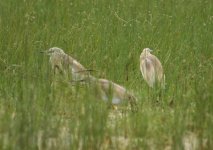 Z11HERONS SQUACCOS SKALA KALLONI FLOODED FIELDS107052009.jpg