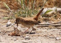 a ROBIN RUFUS BUSH 2 FANOREMNI LESVOS.jpg