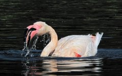 flamingo G10 kw 25x IMG_0185.jpg