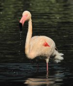 flamingo bathe G10 IMG_0191.jpg