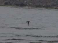 shorebird flying (1024x768).jpg