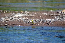 14 Citrine Wagtail Lesvos 2009 (968 x 648).jpg