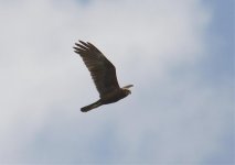 a1RAPTORS HARRIER MARSH 3 SKALA KALLONI  SP LESVOS.jpg