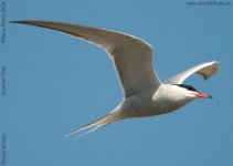 common-tern-1-bf.jpg