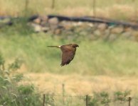 1aRAPTORS HARRIER SKALA KALLONI SP.jpg