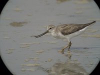 terek sandpiper feed mudflats G1 orig_1310205.jpg