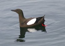 tn_Black Guillemot.jpg