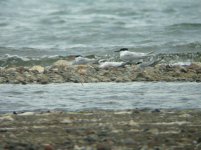 Z11X TERNS SANDWICH EAST RIVER MOUTH LESVOS120052009.jpg