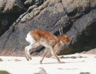 tn_Mountain hare.jpg