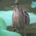 yellow bittern G10 IMG_0115.jpg