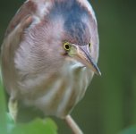 yellow bittern G10 nw IMG_0036.jpg