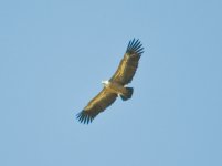 GriffonVulture1.jpg