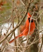 Cardinal01_25_09.jpg