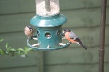 bullfinch.jpg