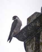 Peregrine-1.jpg