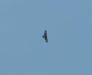 Oriental Honey-Buzzard 28.jpg