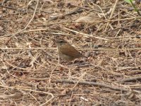 Asian Stub-tailed Warbler.jpg