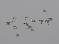 Black-tailed Godwits flying.jpg