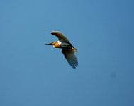 74 Squacco Heron Lesvos 2009 (600 x 478).jpg