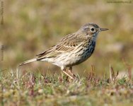 meadow-pipit-filesize.jpg