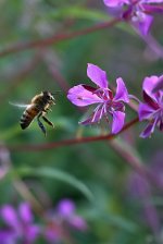 bee_flight_low_edited001.jpg