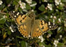 Painted-Lady.jpg