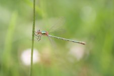 Female_emerald_damselfly.jpg