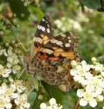 Painted Lady side 25 May.jpg