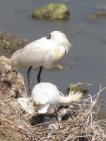 Spoonbill feeding (768x1024) (768x1024).jpg