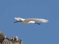 Spoonbill flying (1024x768) (1024x768).jpg