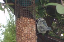 July bird pics 008.jpg