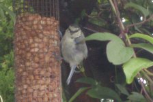 July bird pics 007.jpg