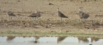 whimbrel G1 sw45x_1460615.jpg