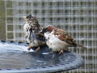 WetSparrows.JPG