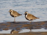 Pacific Golden Plovers (1) (1024x768).jpg