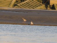 Common Redshanks (2) (1024x768).jpg