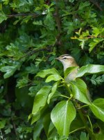 SedgeWarbler1.jpg