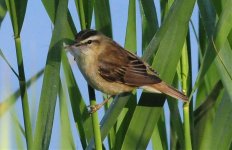 Warbler - Sedge 2.jpg